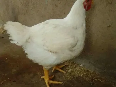 Live broiler chicken