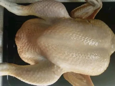 Slaughtered broiler chicken